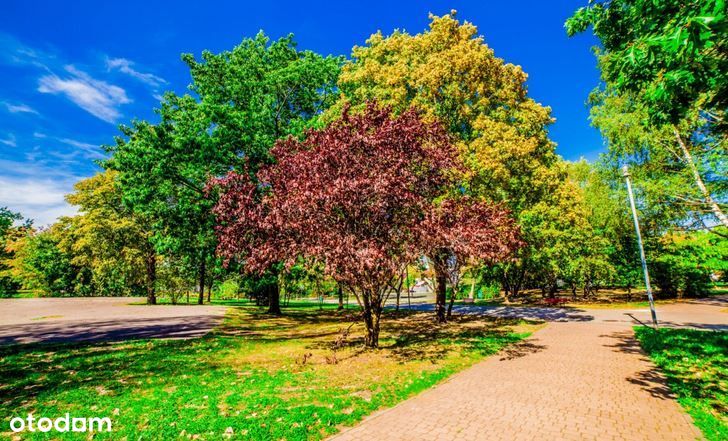 Centrum miasta, bezpośrednio Park Hallera!