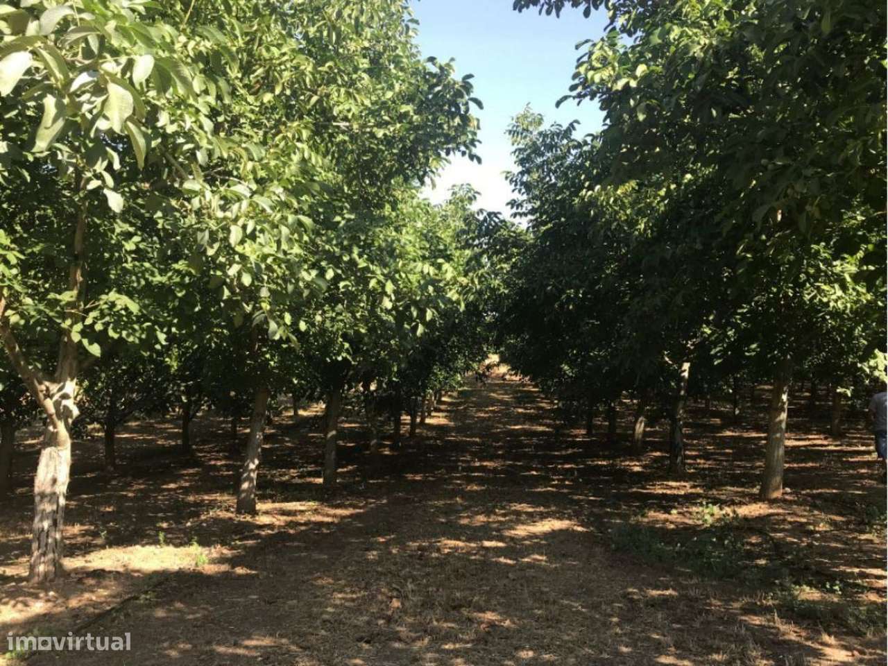 Estremoz Évora herdade 5ha projeto aprovado hotel Rural 4*e nogueir...-12