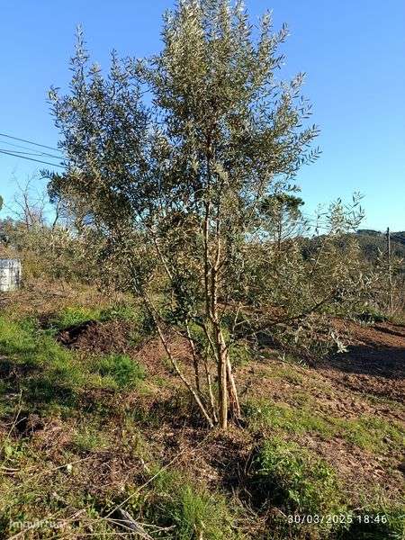 Terreno rústico com oliveiras - Grande imagem: 3/6