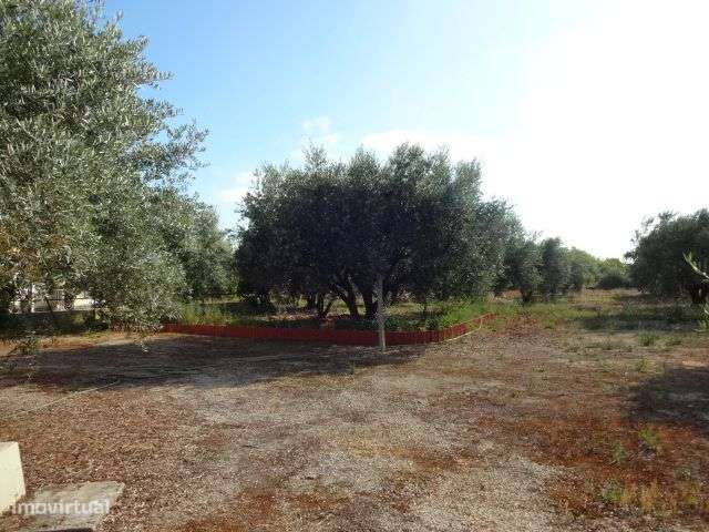 Quinta T/7 Cartaxo-33