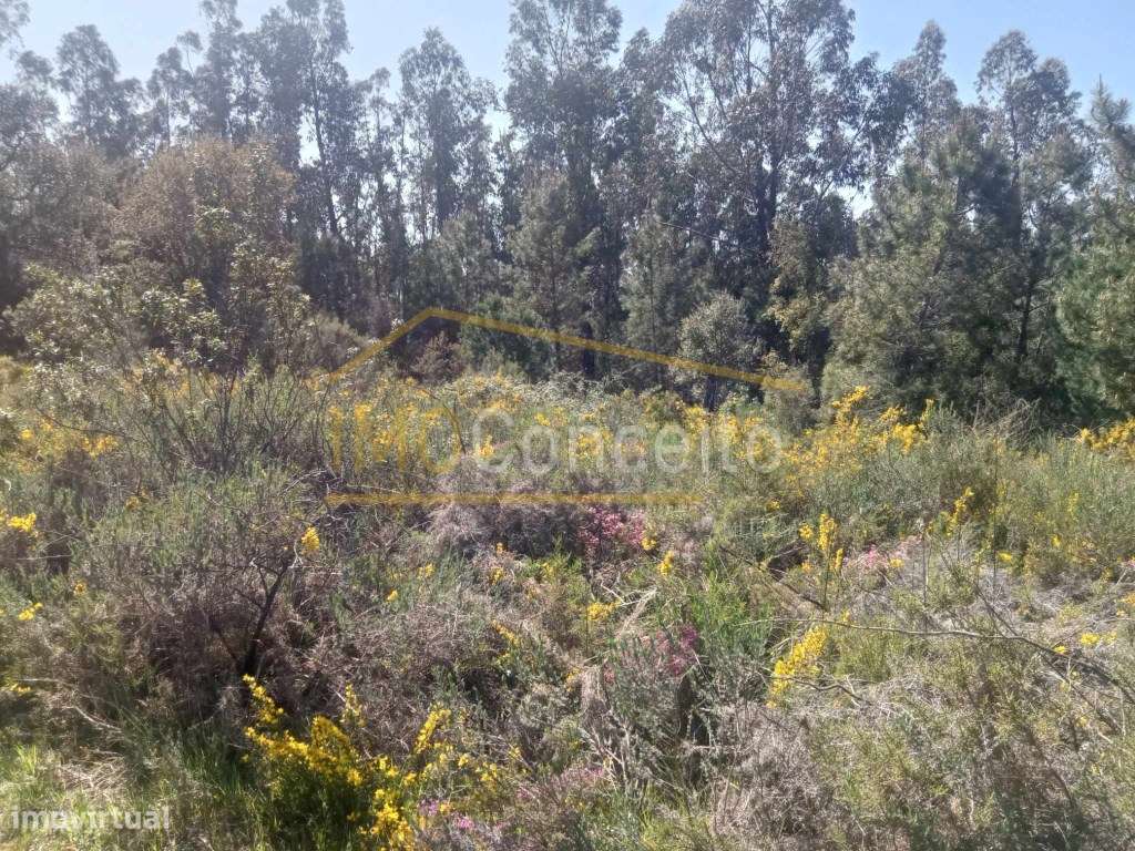 Terreno Rustico| Casal dos Tomazes| São Pedro de Tomar - Grande imagem: 4/20