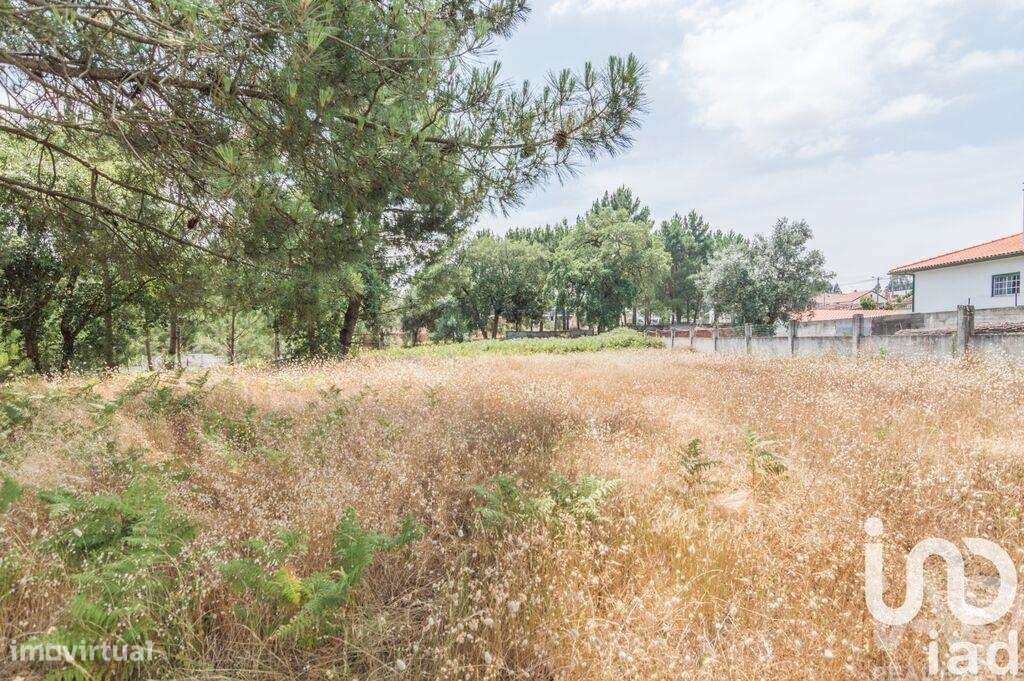Terreno Agrícola em Marinha Grande - Grande imagem: 3/5