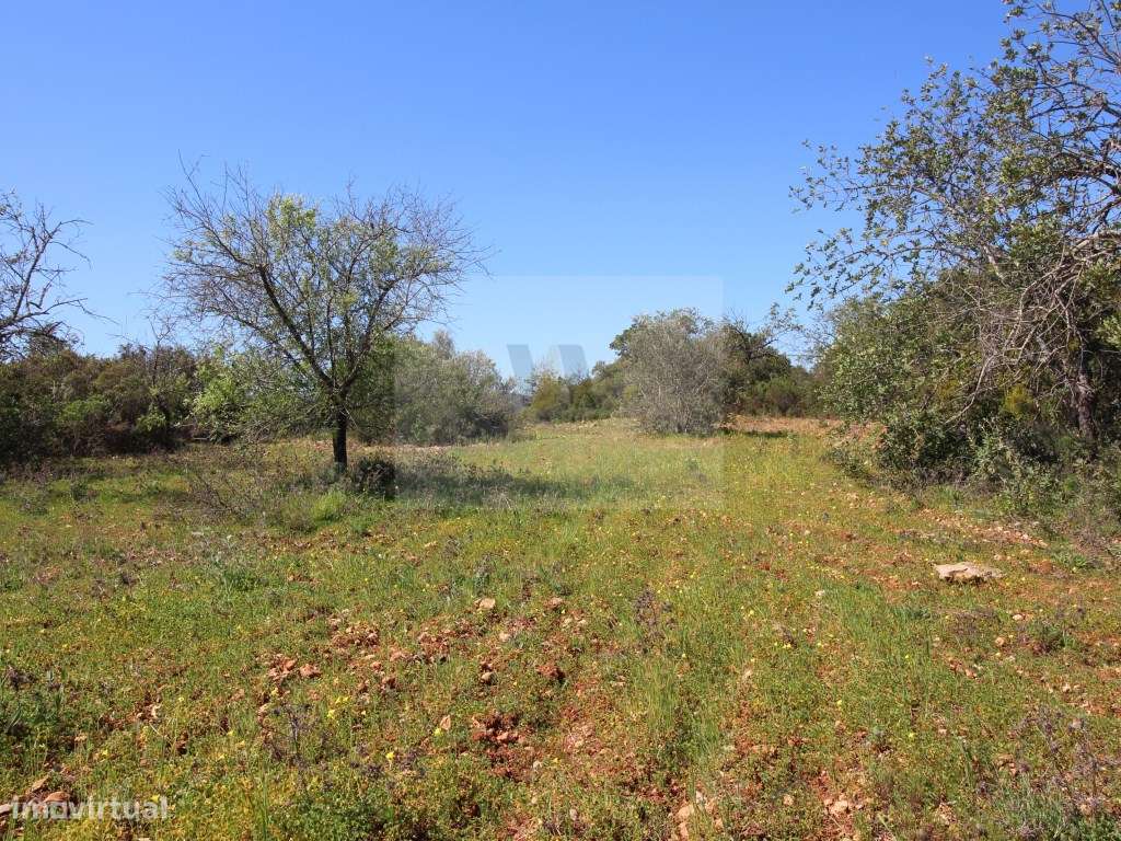 Terreno Rústico com arrumo agricola - 7,5 Hectares | Próximo de Mon... - Grande imagem: 2/5