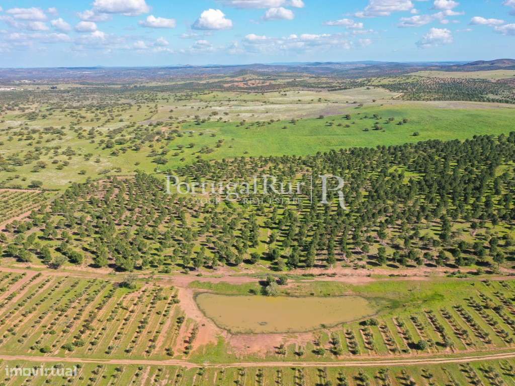 Herdades de Caça com 1300 Hectares, junto do rio Guadiana-30