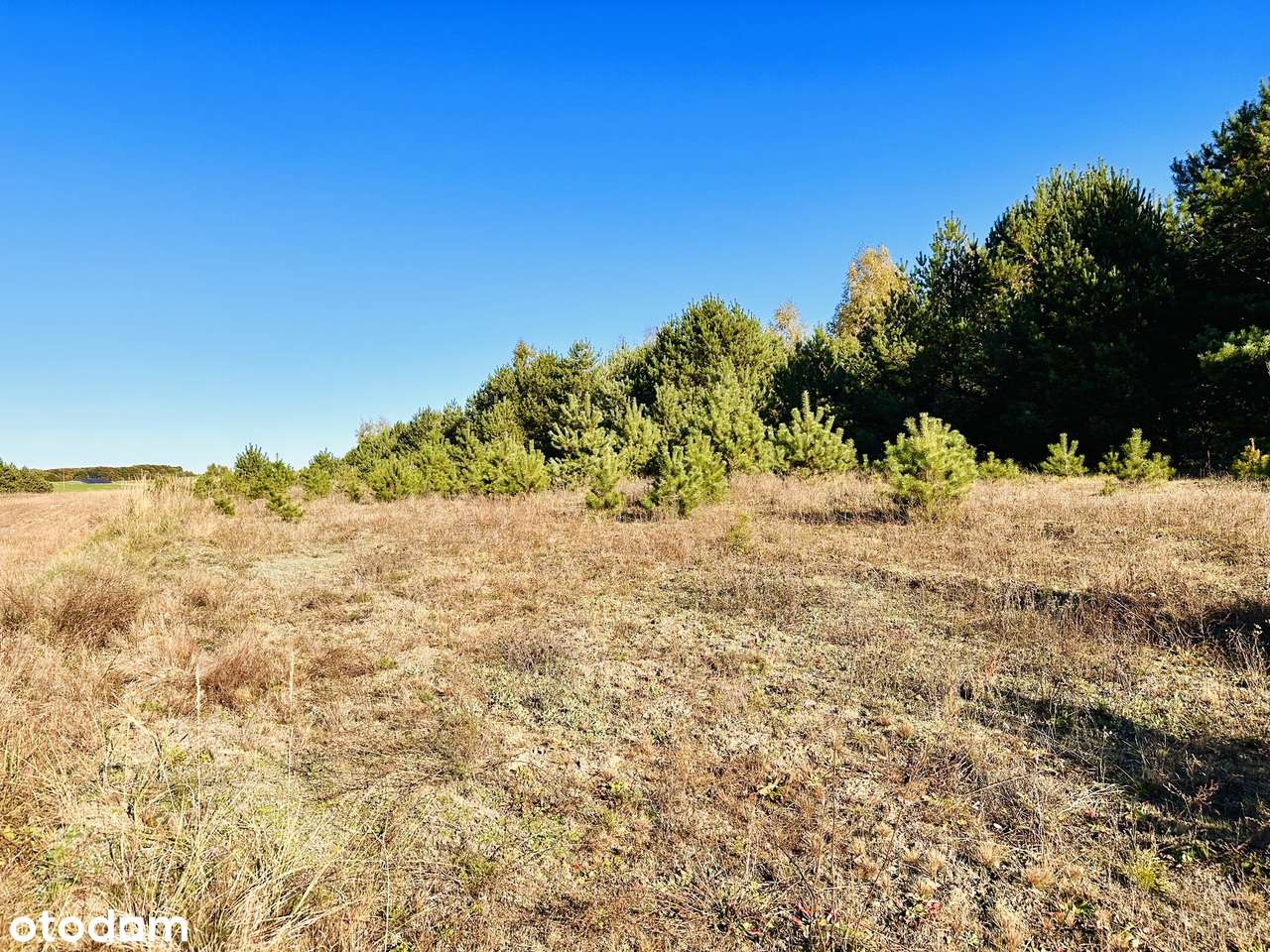 Na sprzedaż: wyjątkowa działka 42 ary – ul. Szkolna, Ruda Wołoska-1