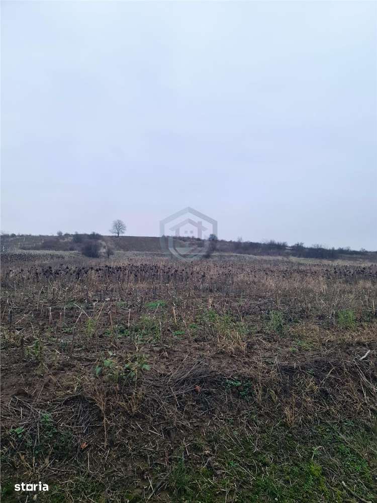 Teren 5096 mp extravilan OnceaEpiscopia Oradea-4