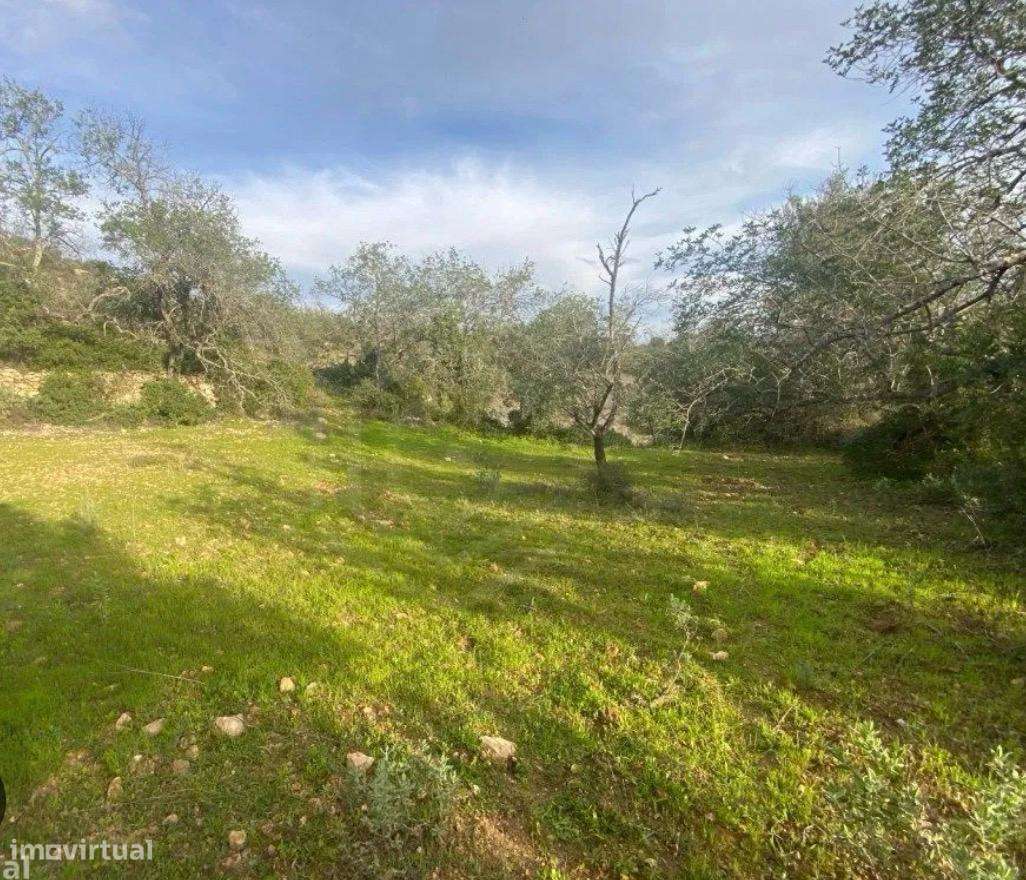 Terreno com 6.000 m² + Construção Existente | Vale da Jorra | Santarém - Grande imagem: 4/4