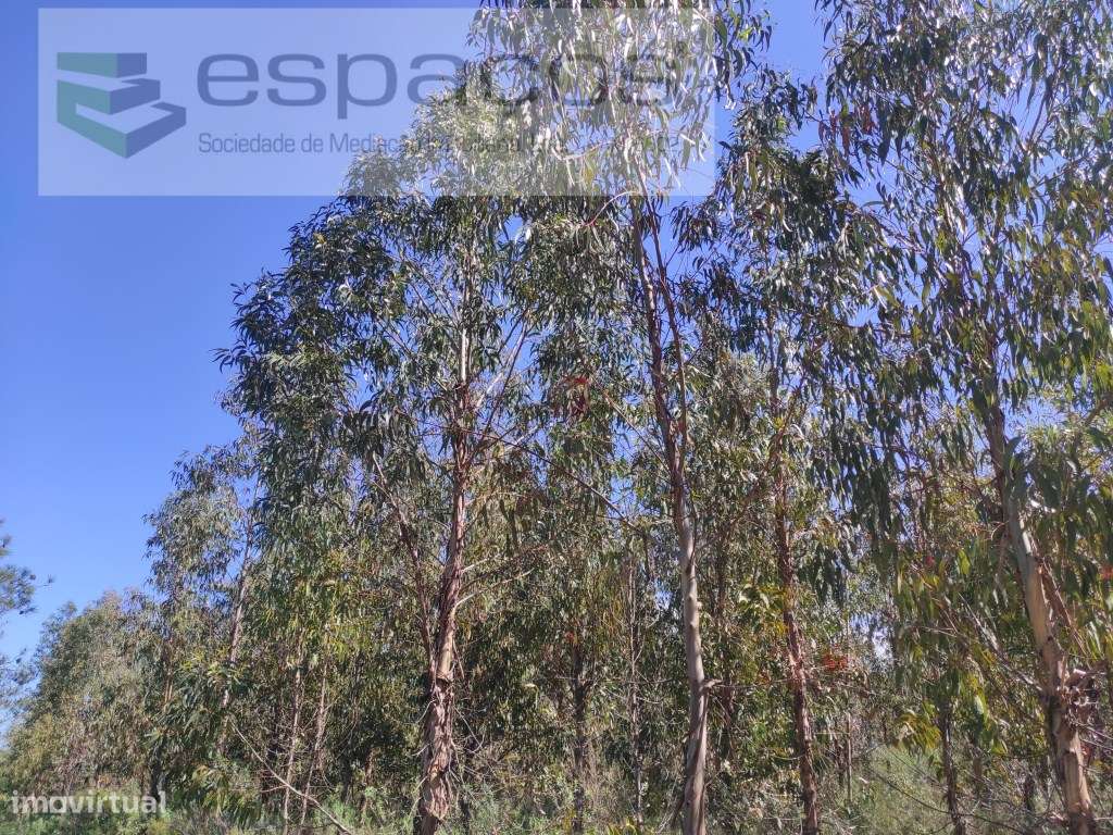 Terreno Rustico - Grande imagem: 2/12