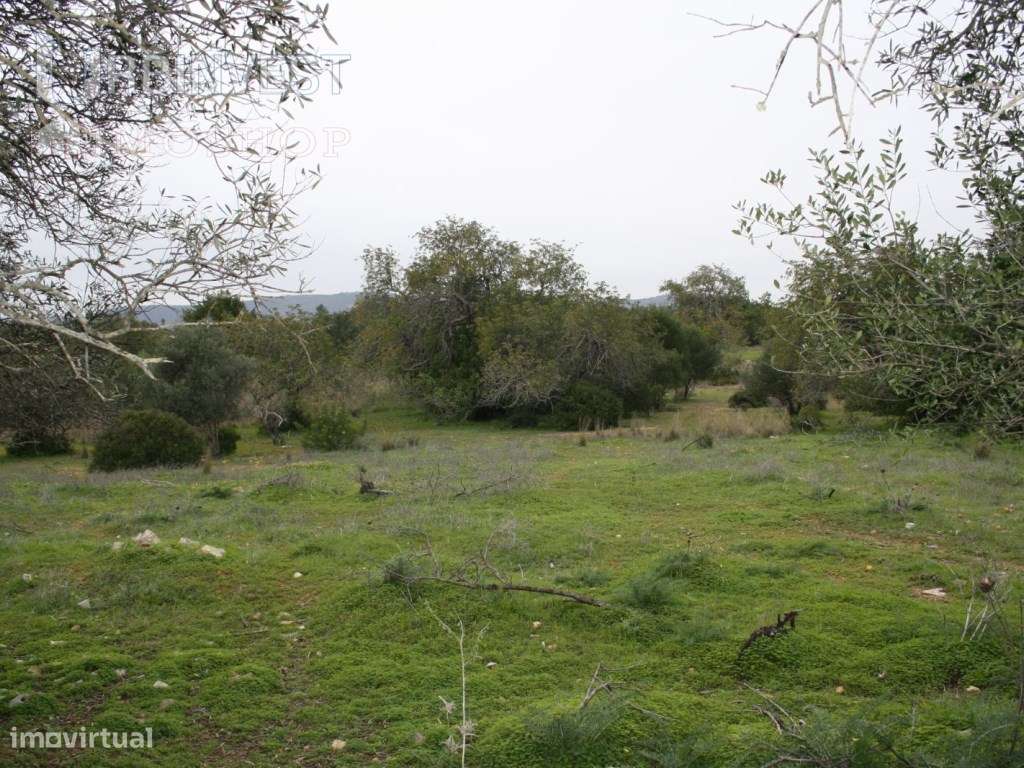 Terreno com Ruina em Falfosa, Santa Barbara de Nexe - Grande imagem: 5/6