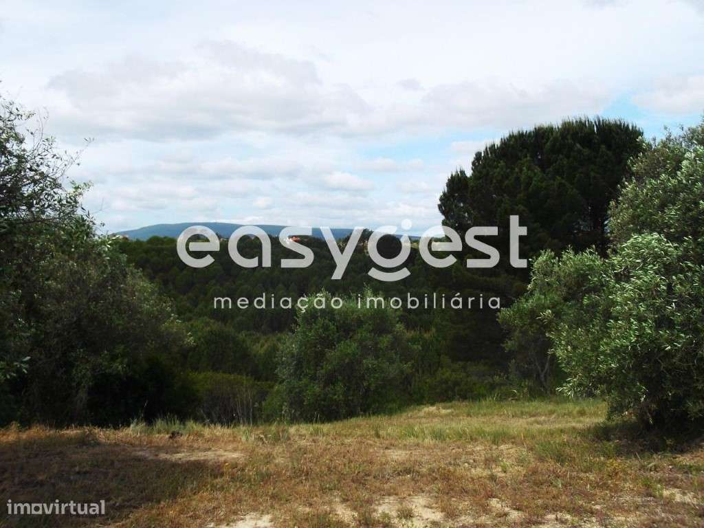 Terreno Rústico de 10 hectares a cerca de 15 minutos de Torres Novas - Grande imagem: 4/12