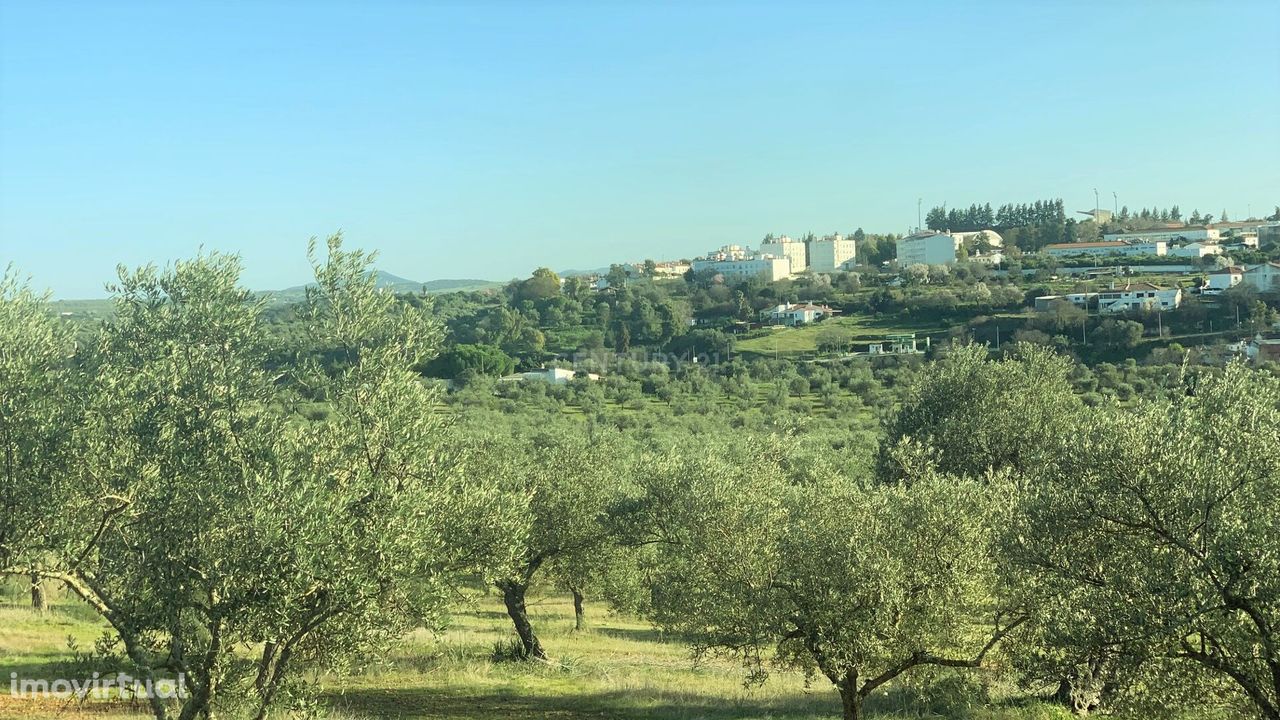 Terreno com 8,15ha de olival, viabilidade de construção, a 1km de Mour