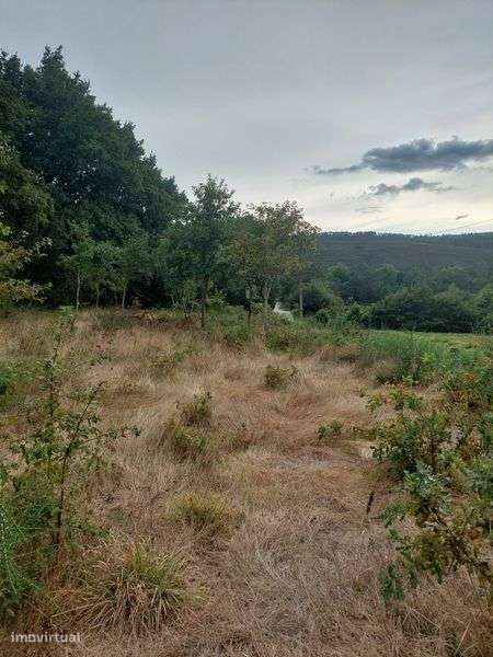 Terreno com 3500m2 em Coura - Grande imagem: 3/6