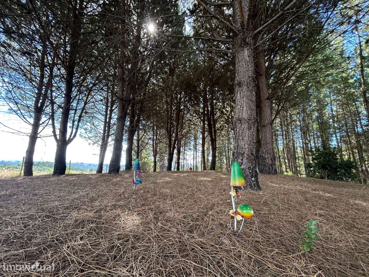 Quinta T6, Viseu, Santa Comba Dão, Santa Comba Dão e Couto do Mosteiro-54