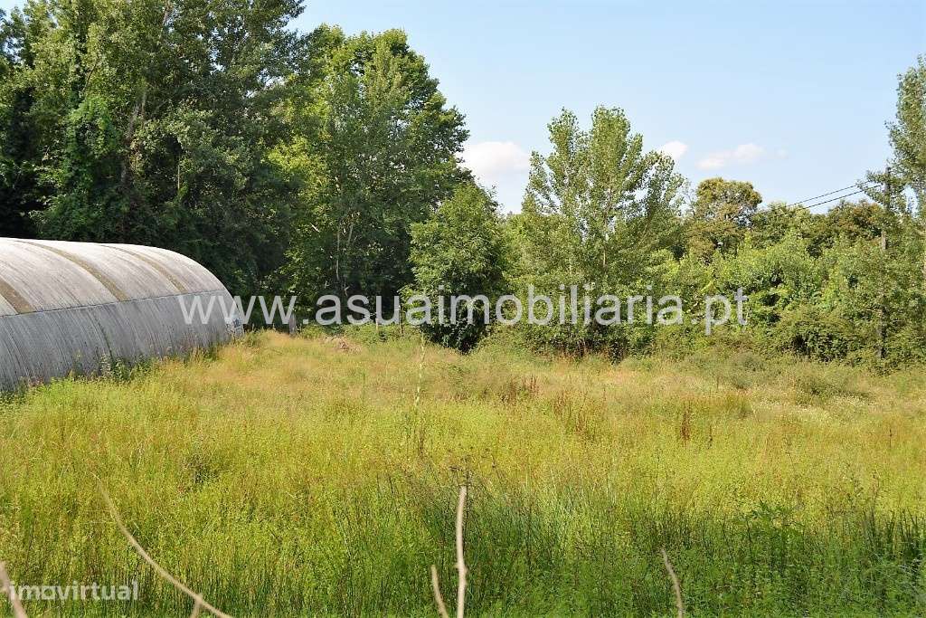 Terreno Agrícola - Sequeiros - Grande imagem: 5/9
