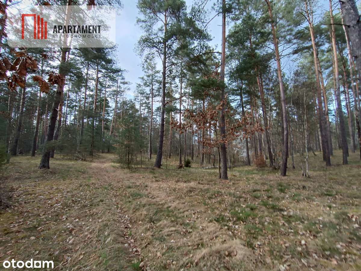 Tylko u nas! Las z brzozami, sosnami i stawem. - Pełny obrazek: 5/7