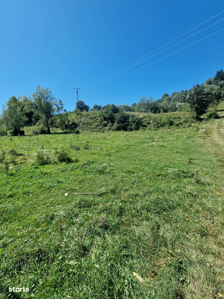 Vindem 17940 mp Salatruc - Vama - Bucovina-1