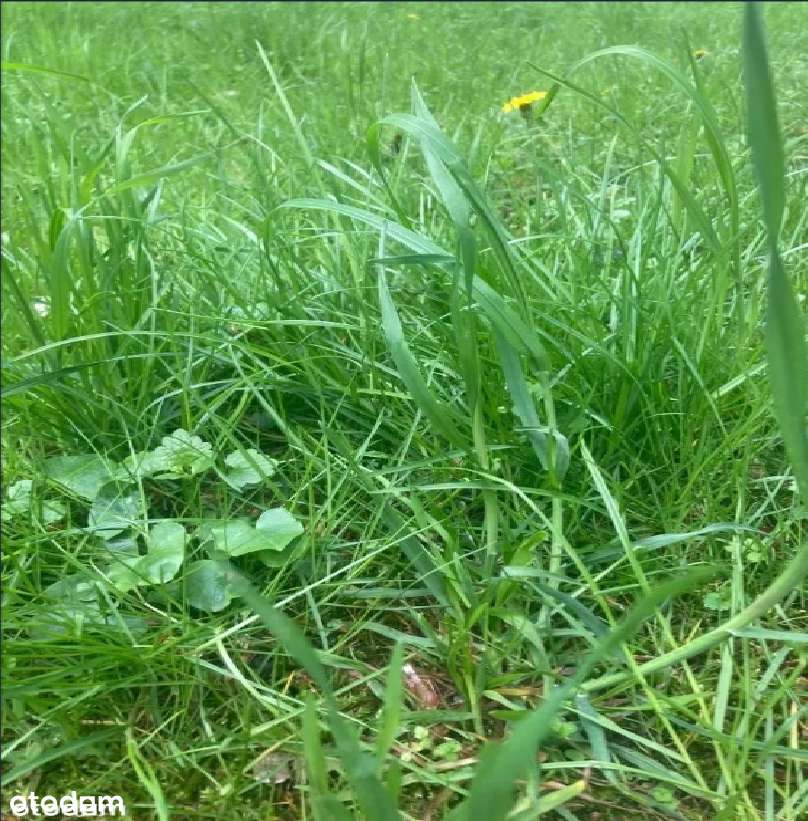 Działka budowlana - Konstancin/Czarnów - 2066m2-0