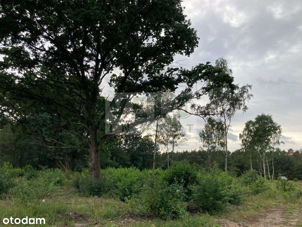 Radzyny - działka budowlana pod lasem-6