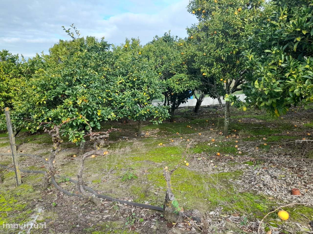 Azeitão/ Parque Natural Arrábida Quinta 7250 m2 com Moradia-43