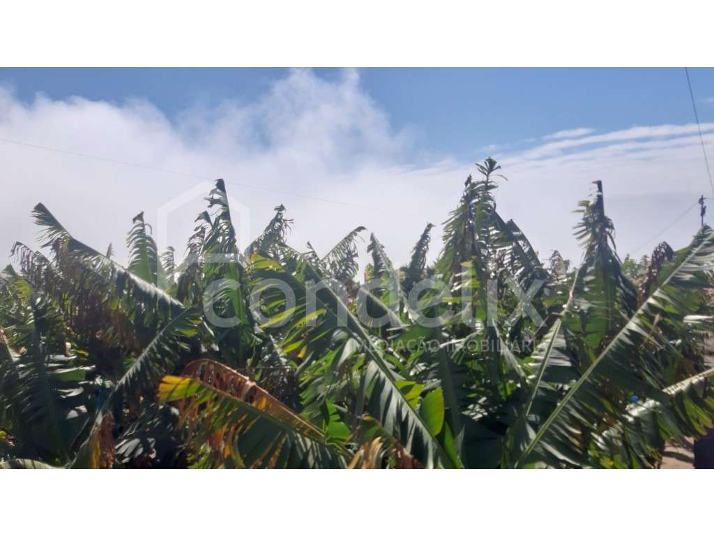 Terreno para construção de moradias no Arco da Calheta - Grande imagem: 5/6