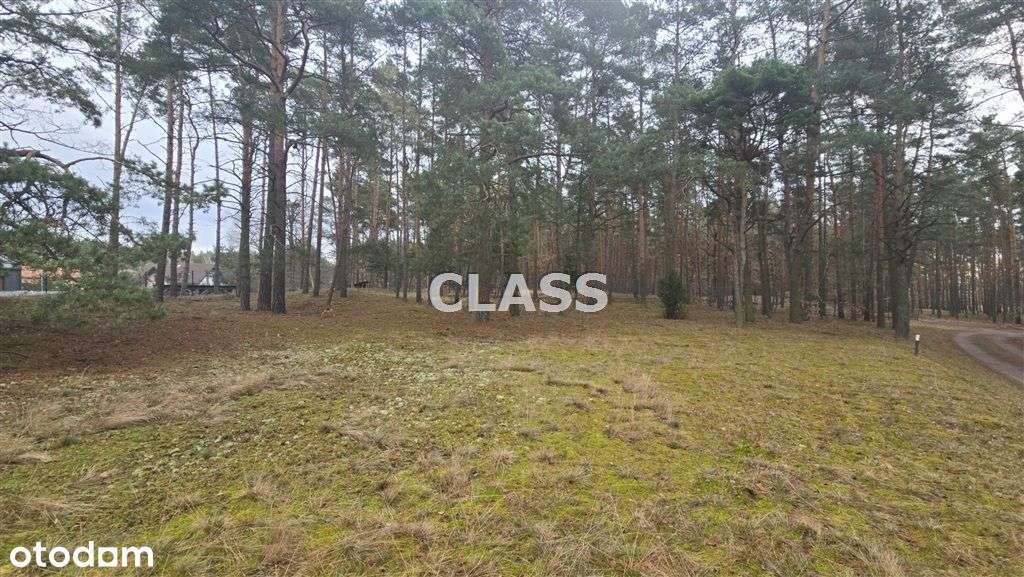 Działka z lasem. - Pełny obrazek: 2/2