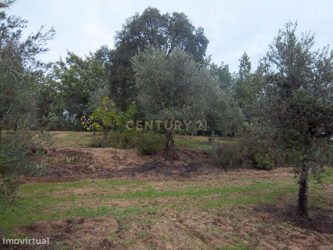 Terreno rústico na aldeia da Lousa, Castelo Branco - Grande imagem: 5/21