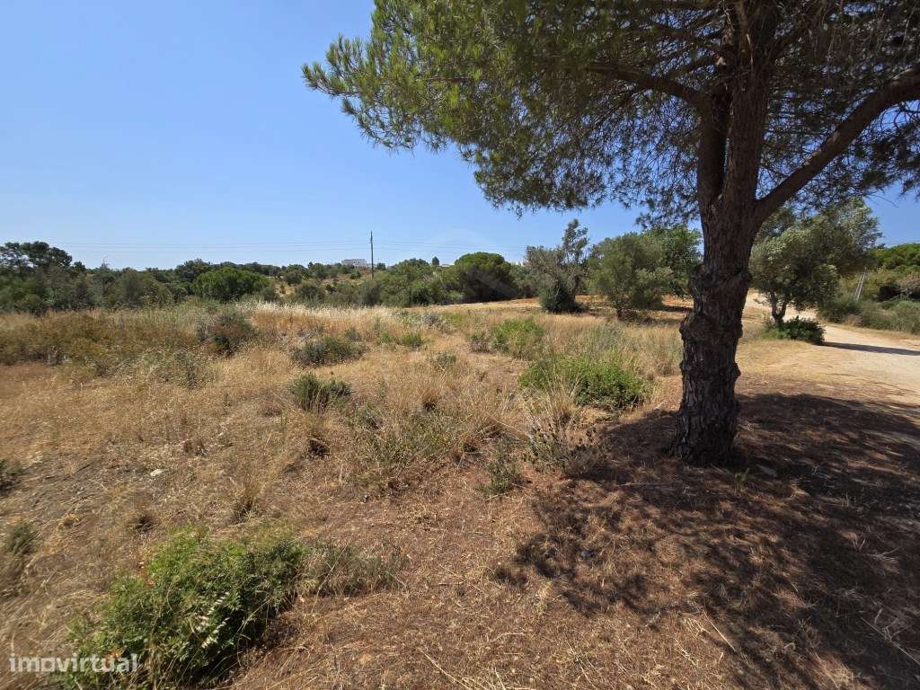 Terreno rústico, com diversas árvores, Boliqueime, Algarve - Grande imagem: 4/20