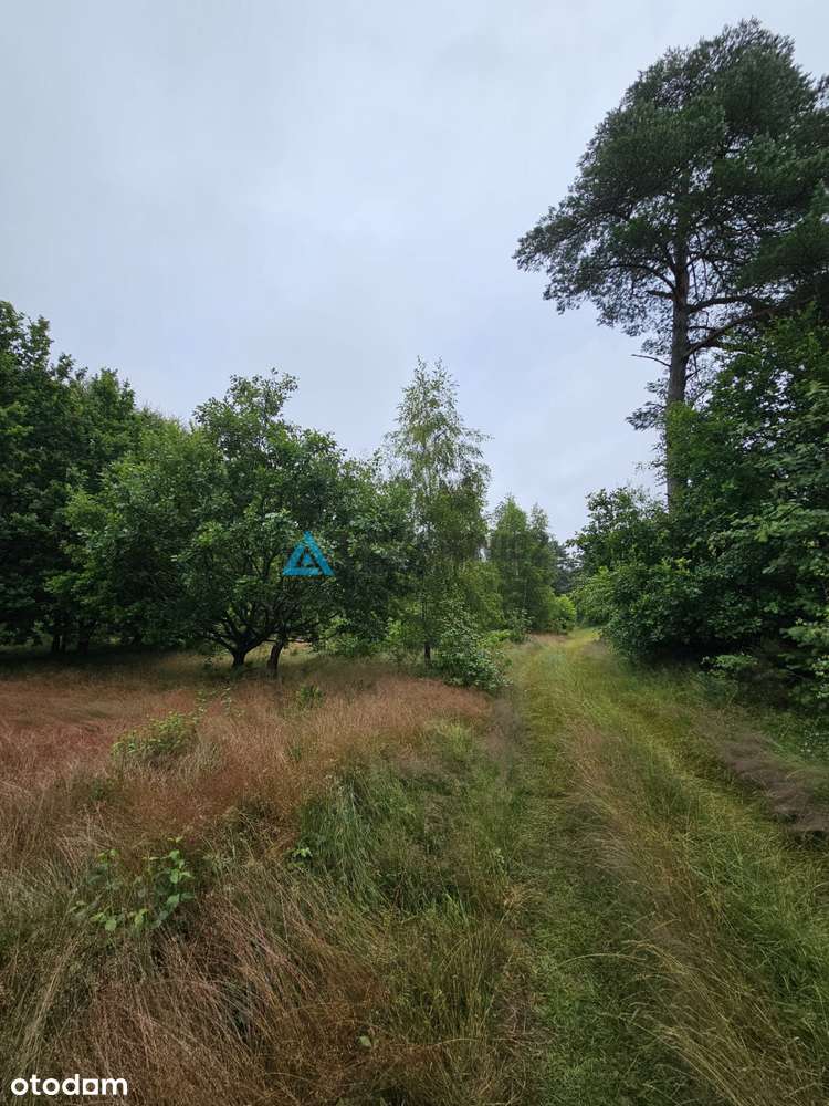 Działka leśna - Pełny obrazek: 3/20