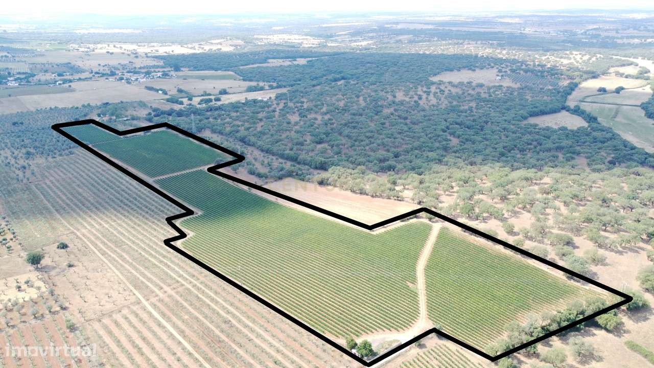 Herdade com 81.325,00 m2 de Vinha em Estremoz - Grande imagem: 2/6