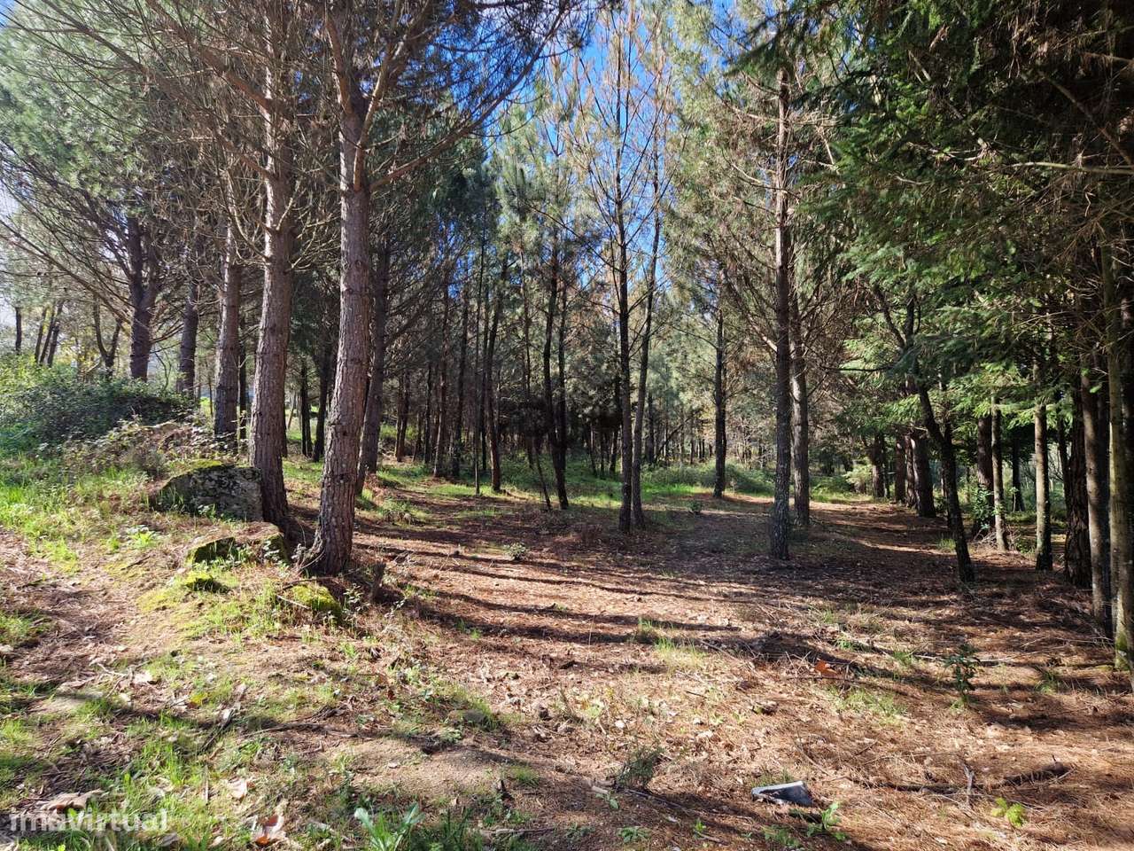 Quinta com 2ha em Fornos de Algodres - Grande imagem: 4/10