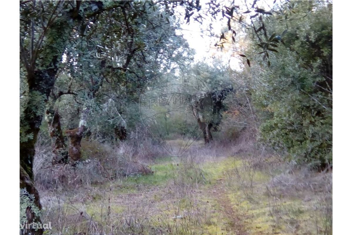 Terreno em Santiago da Guarda