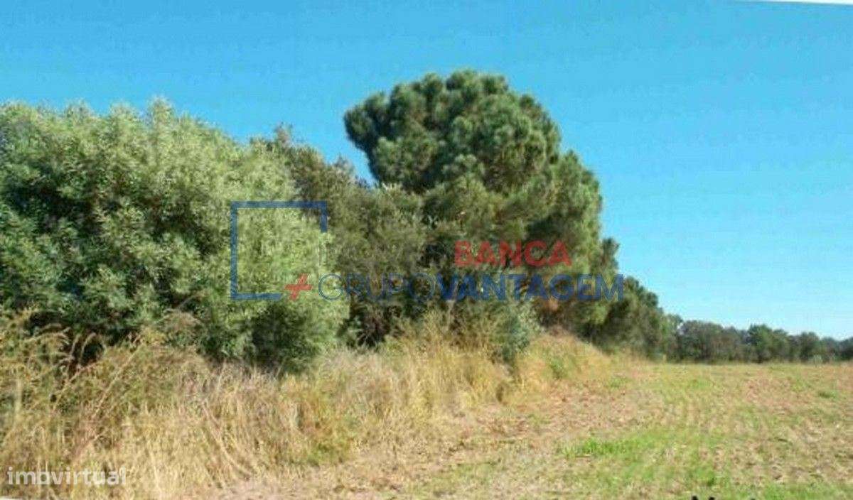 Prédio rústico com 24 hectares na Freguesia de São Teotónio, Odemira - Grande imagem: 5/11