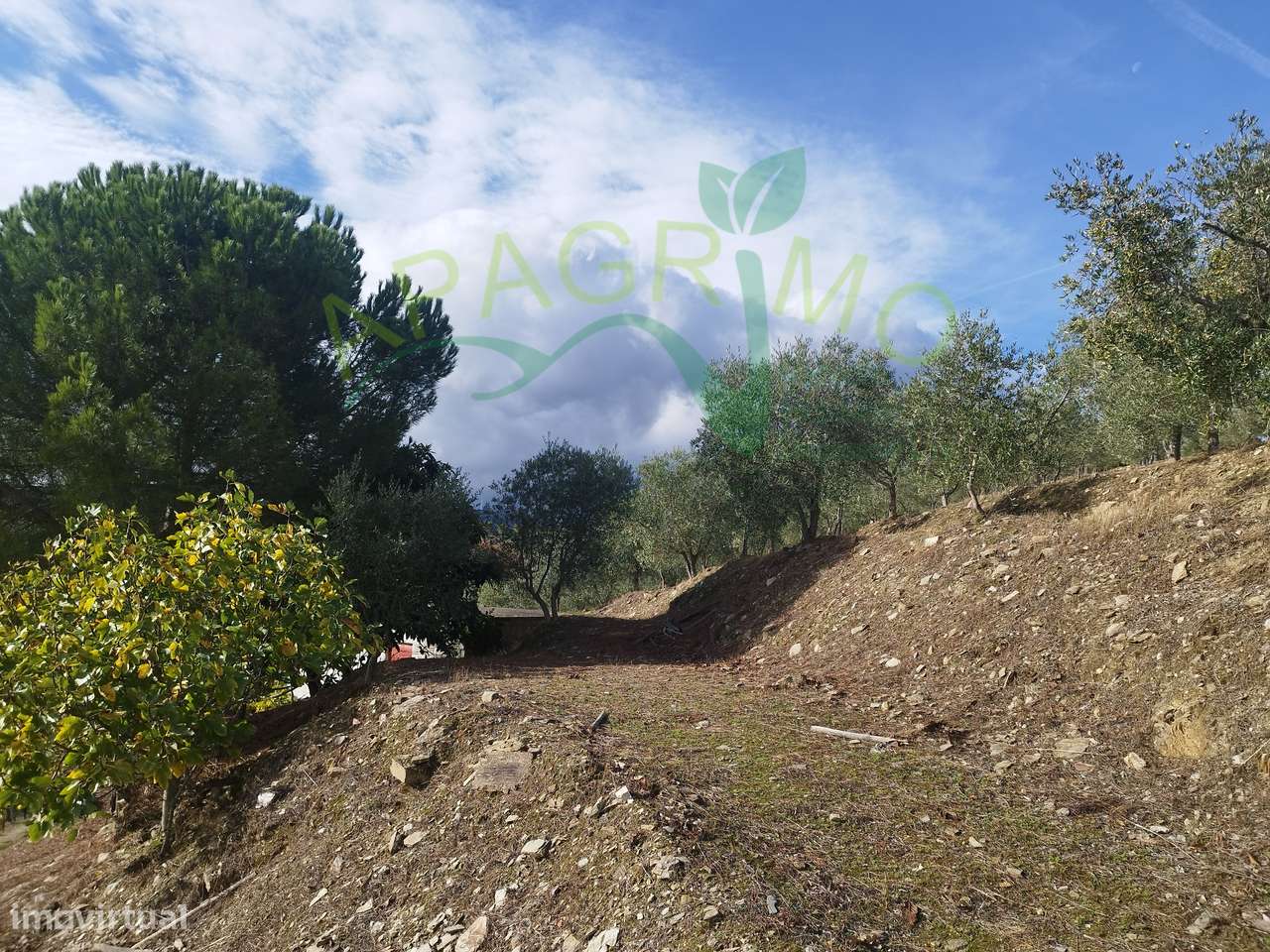 Olivais em Valongo dos Azeites, S.J. da Pesqueira-6