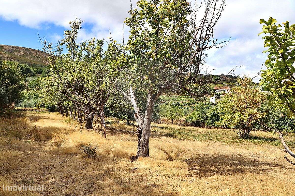 Quinta  para venda - Grande imagem: 5/26