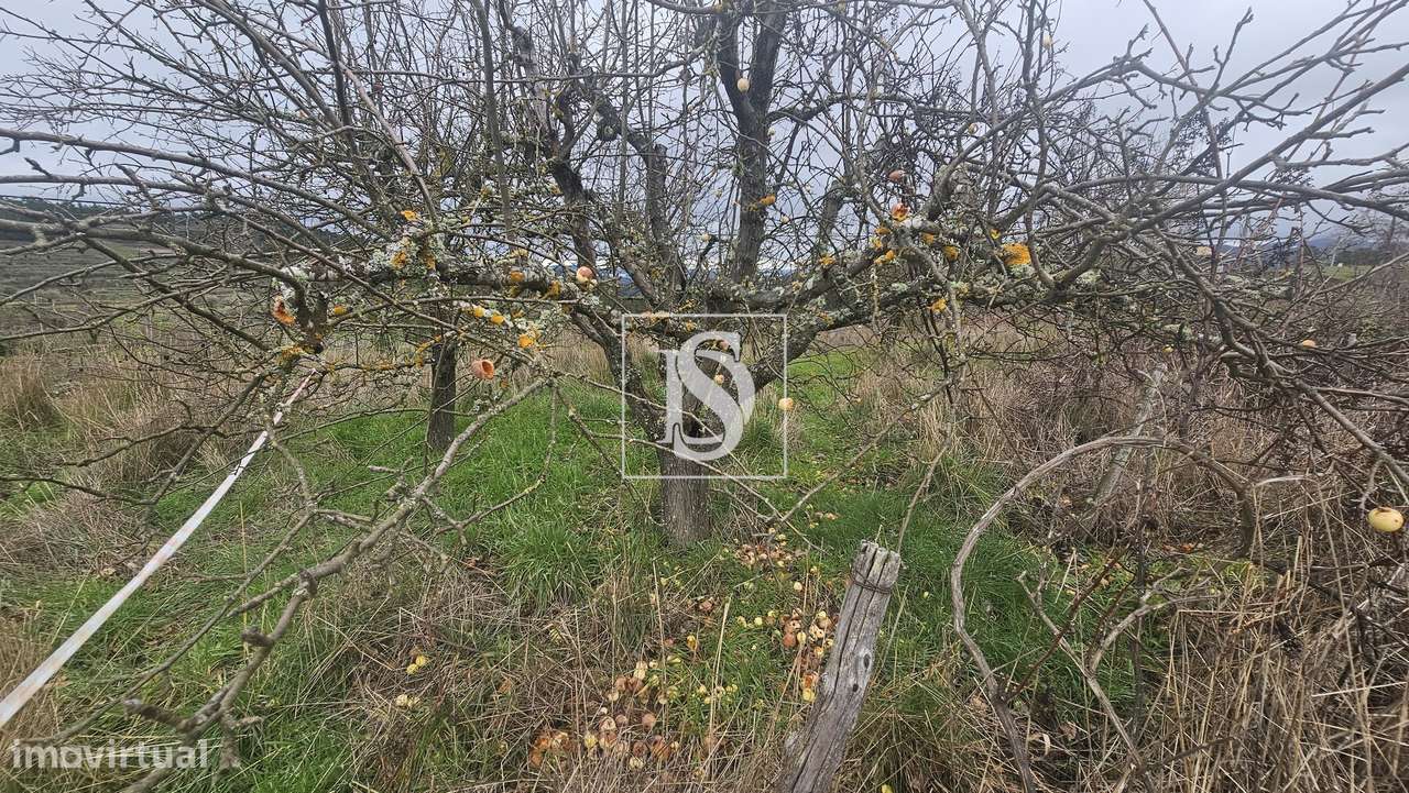 Terrenos Rústicos – Aricera e Goujoim, Armamar (Viseu)-4