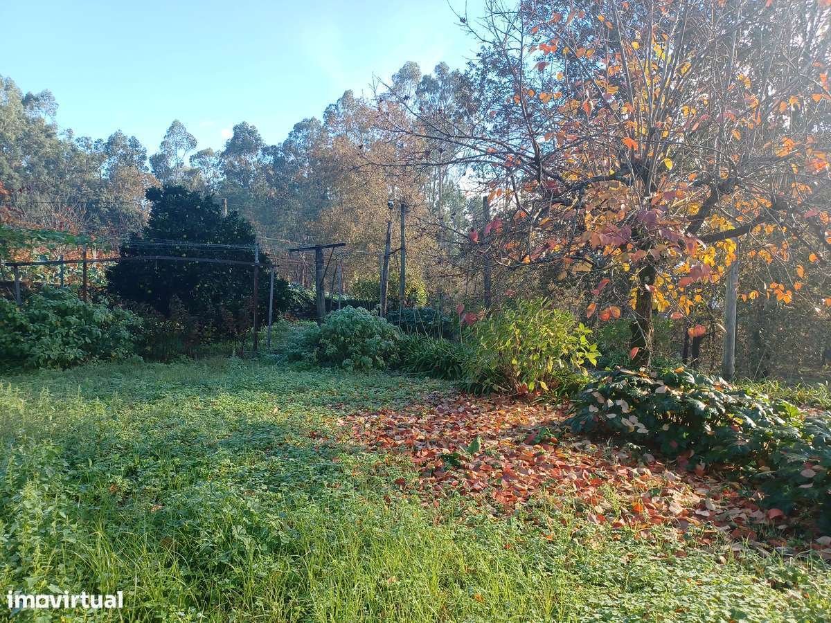 Mor.INDIVIDUAL  2300m2 de terreno + artigo urbano (Tipo T0)  em Lago-8