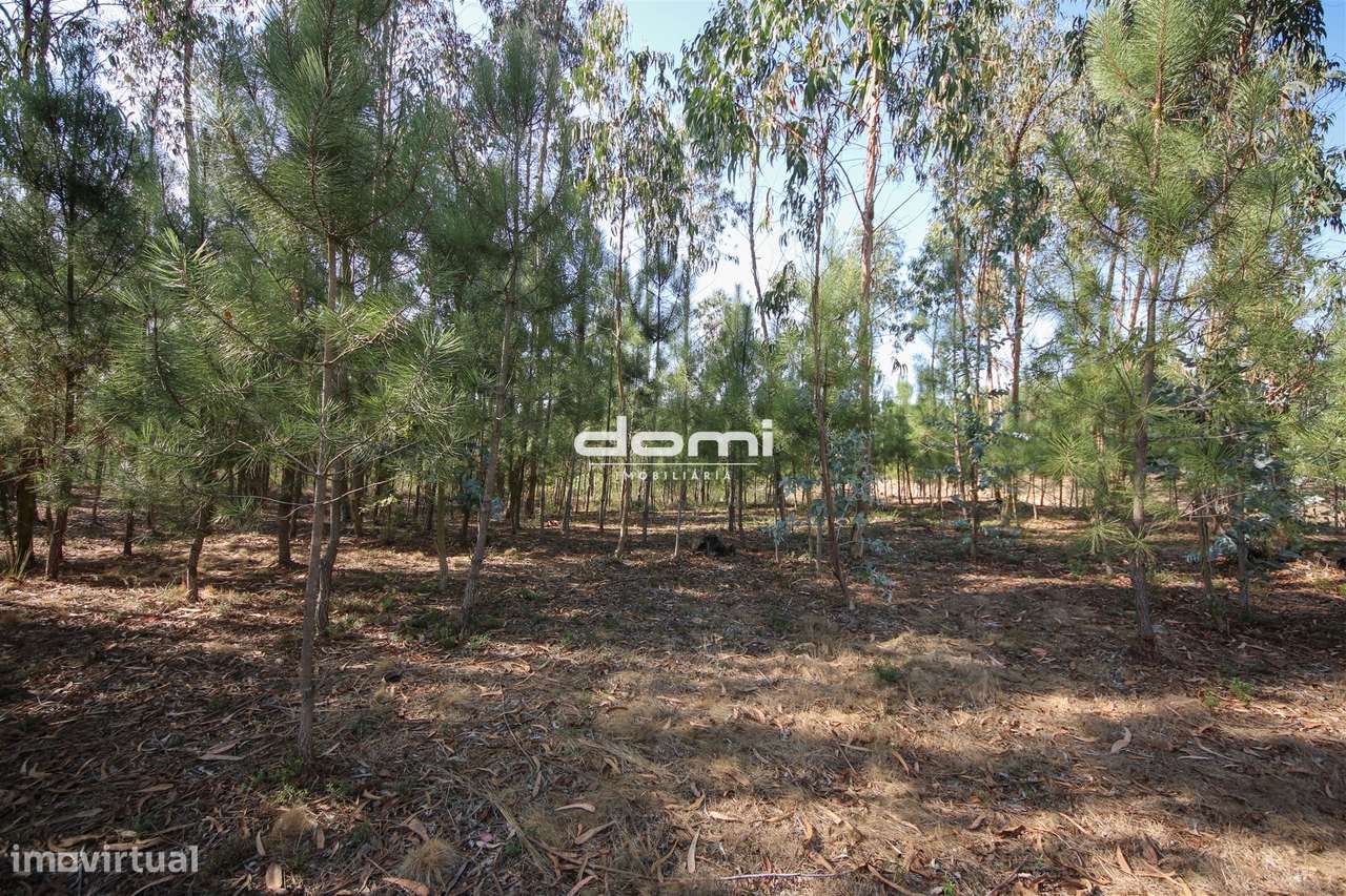 Terreno com viabilidade de construção em Oliveira de Frades - Grande imagem: 4/15