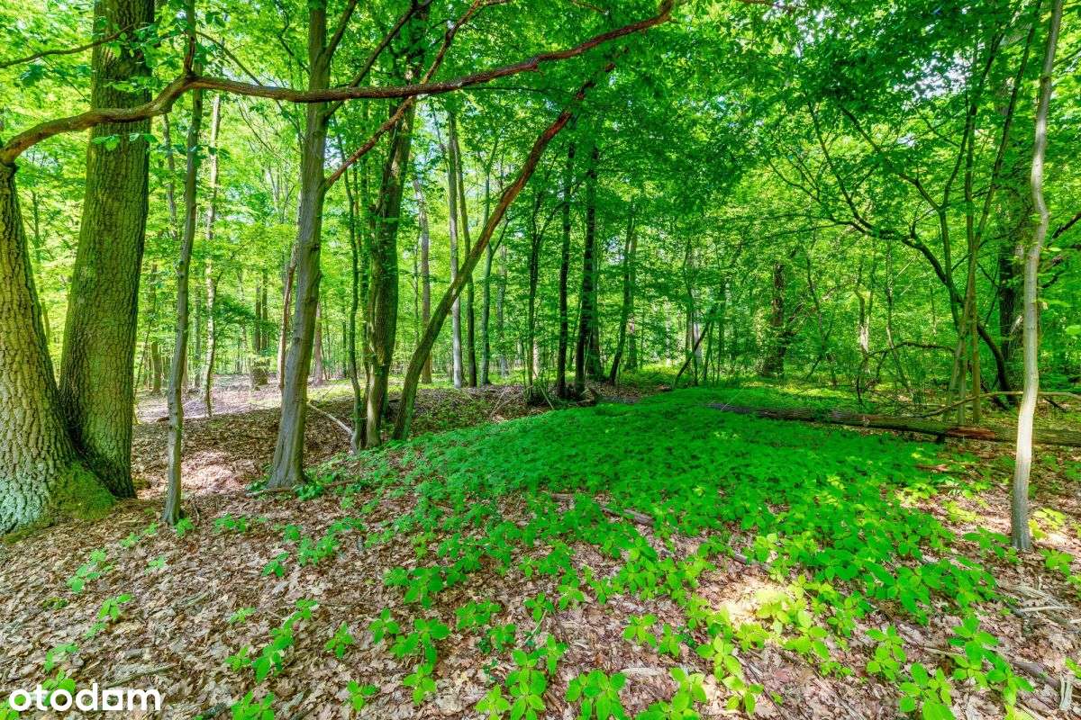 Działka z wydanymi warunkami zabudowy 2 domy - Pełny obrazek: 3/11
