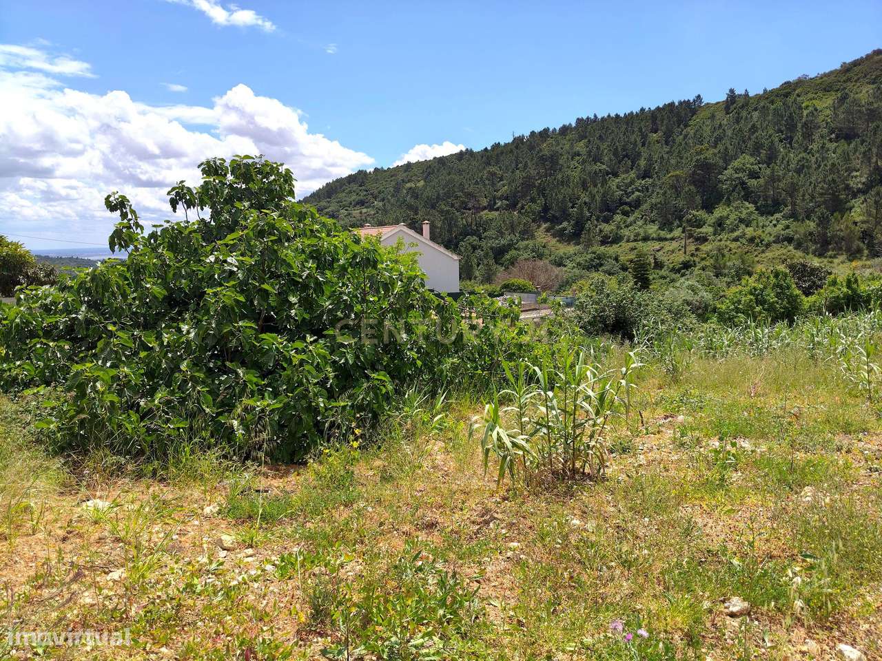Terreno Rústico com Árvores de Fruto - Calhandriz, Vila Franca de Xira-9