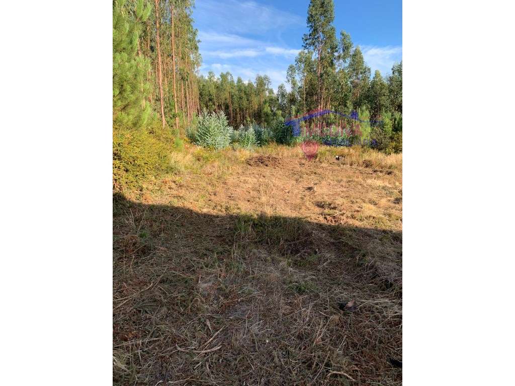 Terreno de eucaliptal na freguesia de Vila Facaia - Grande imagem: 4/4