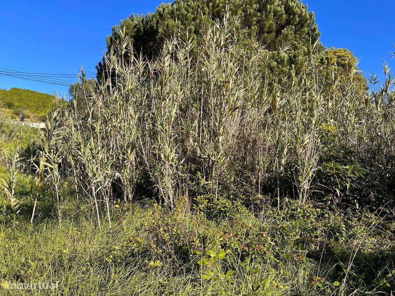 Terreno Rústico no Lameirão em Malpica do Tejo, Castelo Branco - Grande imagem: 4/4