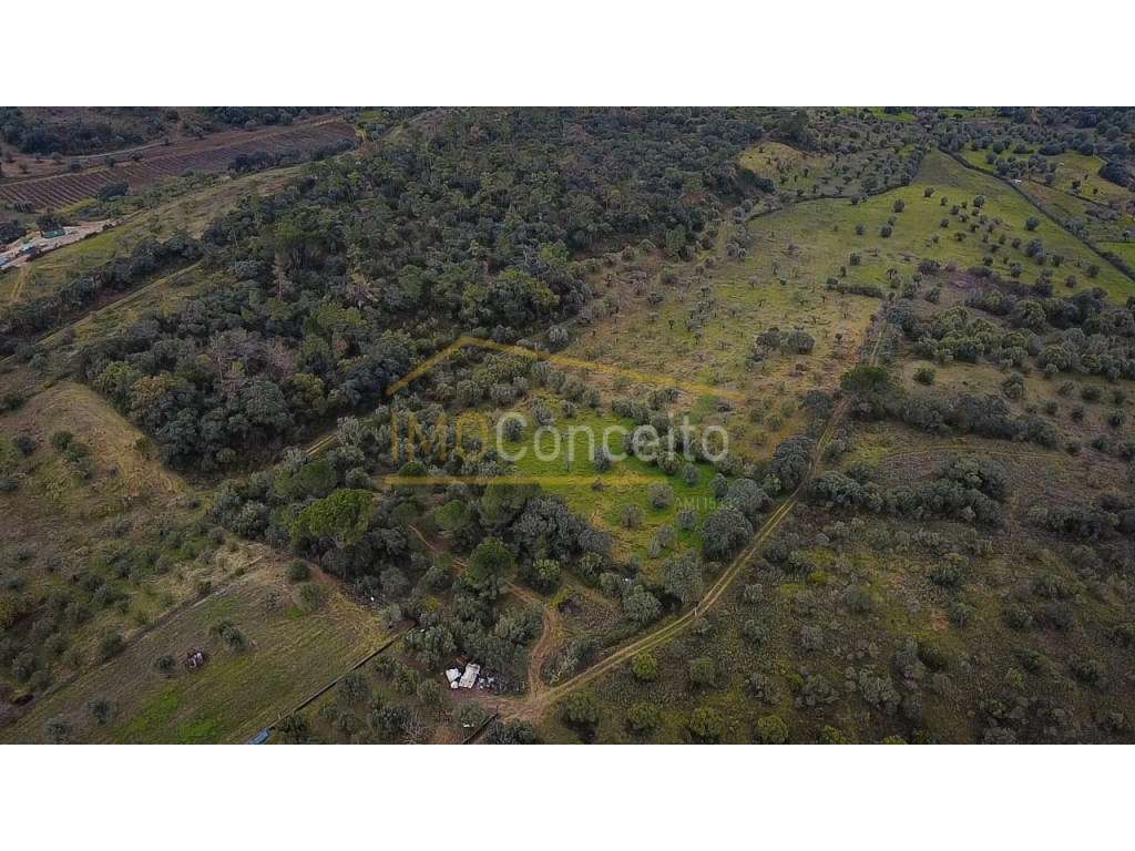 Terreno rústico 1000m2 - Moreiras Grandes (Torres Novas)-21