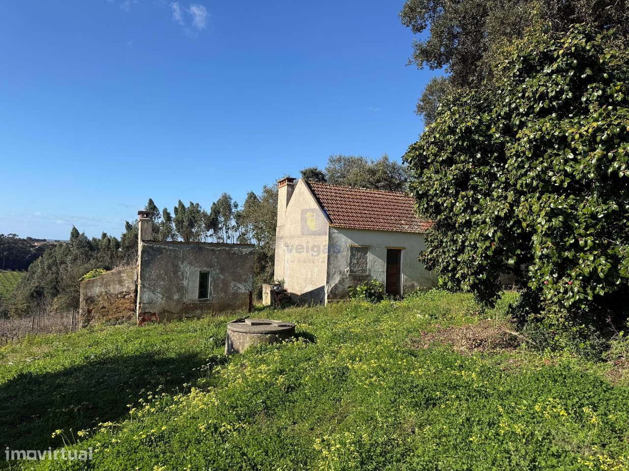 Quinta com 19,195 m² | Vinha Produtiva | Projeto Aprovado p/construção - Grande imagem: 4/39