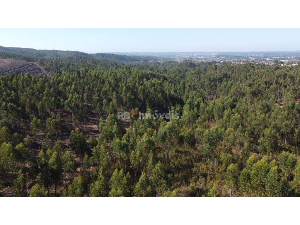 5 Terrenos de Eucaliptal - Carril, Tomar - Grande imagem: 4/9