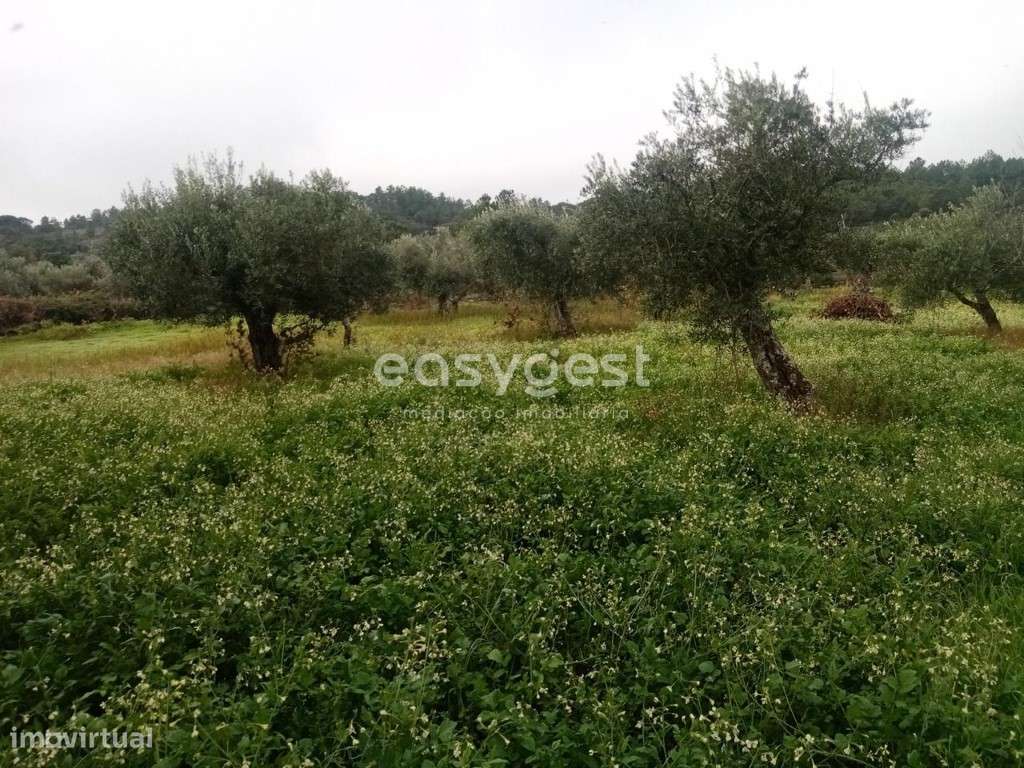 Terreno junto a ribeira, vista para a cascata em Povoa Rio de Moinhos - Grande imagem: 5/13