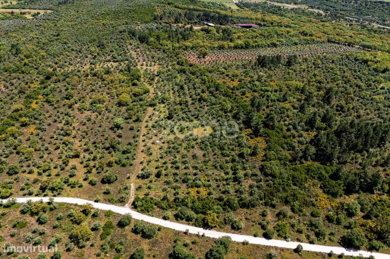 Terreno 5,5 ha com projeto turístico aprovado – Borba, Alentejo - Grande imagem: 3/22