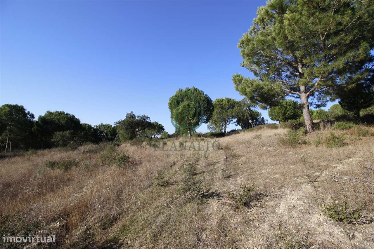 Terreno Rústico  Venda em Mora,Mora-13
