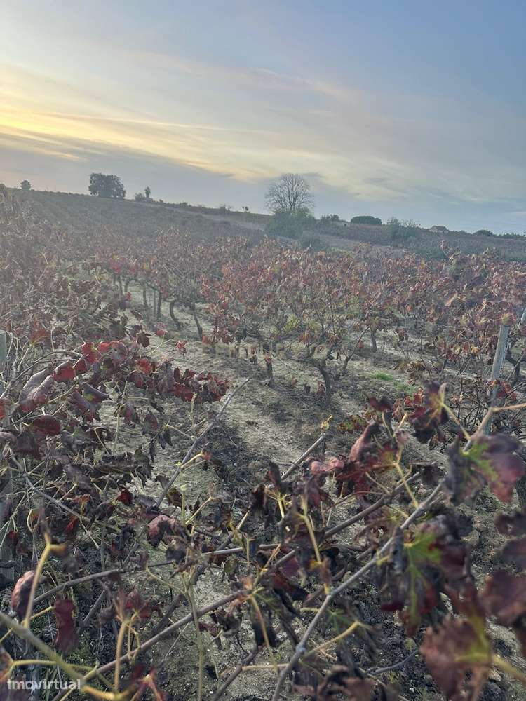 Terreno no Lau com vinhas certificadas - Grande imagem: 5/18