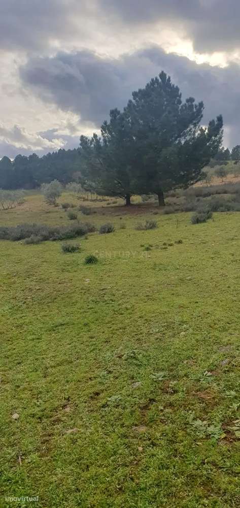 Terreno Rústico de 11.692 m²  – Oportunidade para Jovens Agricultores - Grande imagem: 2/8
