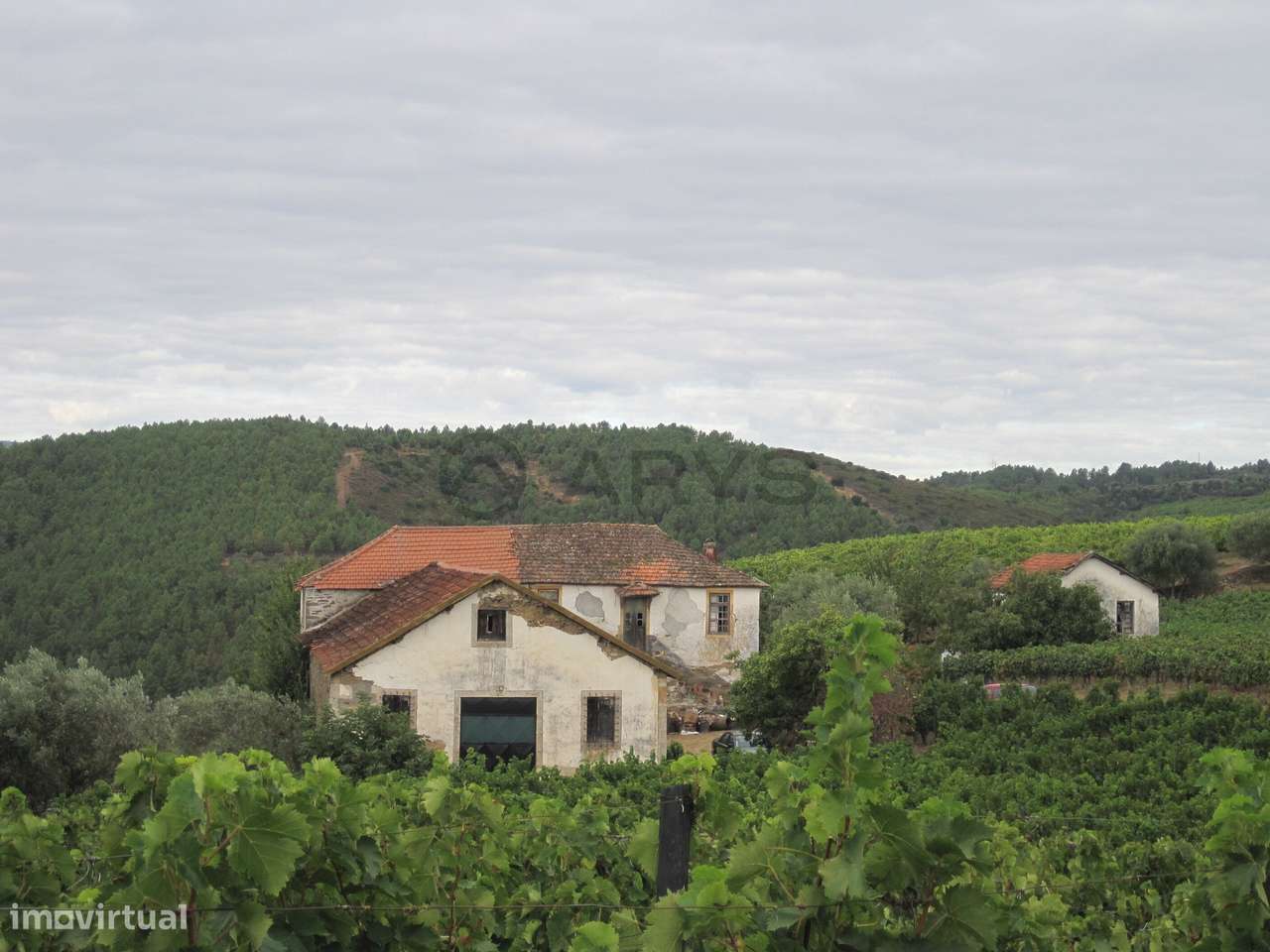 Quinta com vinha em Vila Real - Grande imagem: 3/16